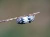Campopleginae inconnu